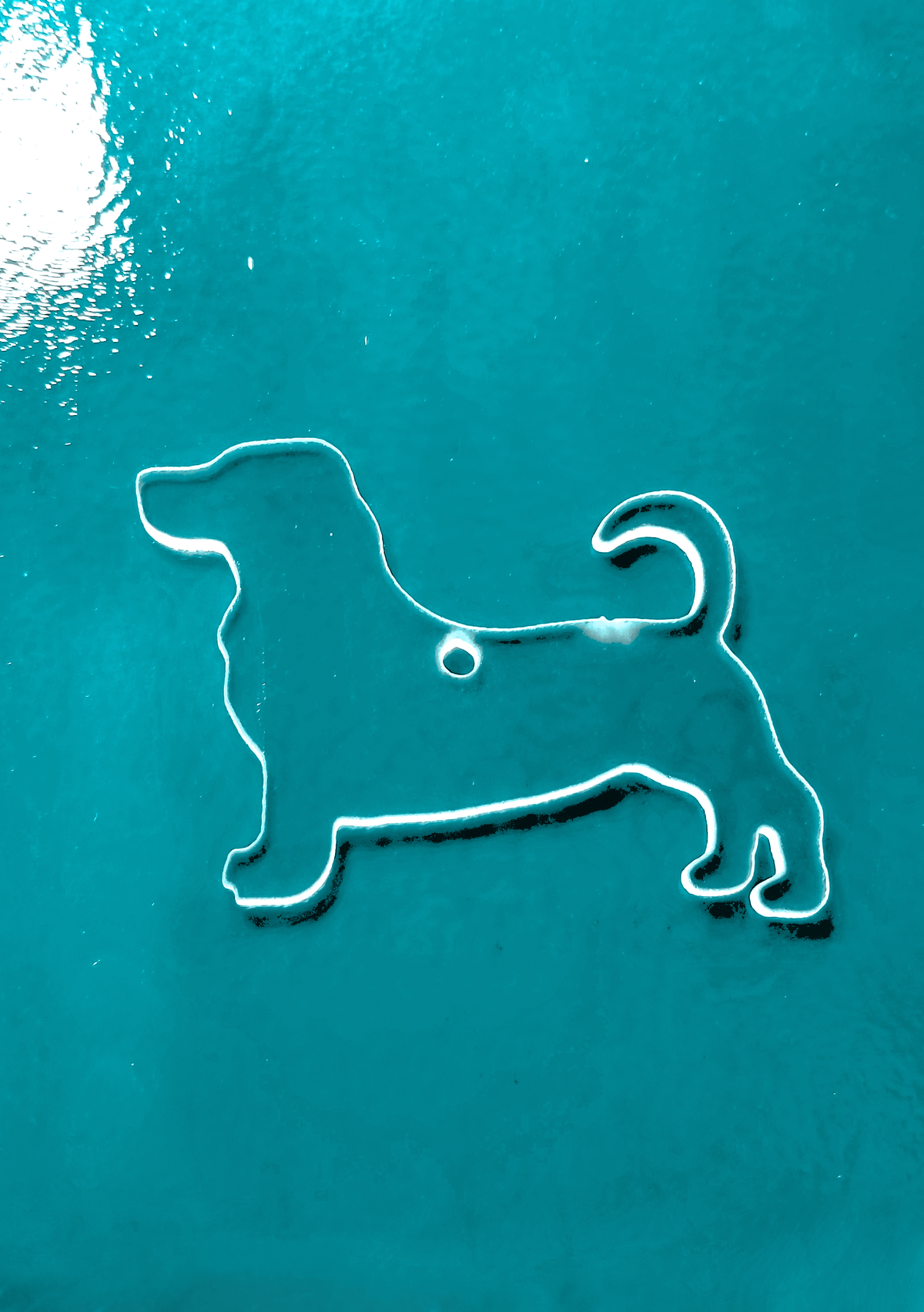 Dog - Dachshund