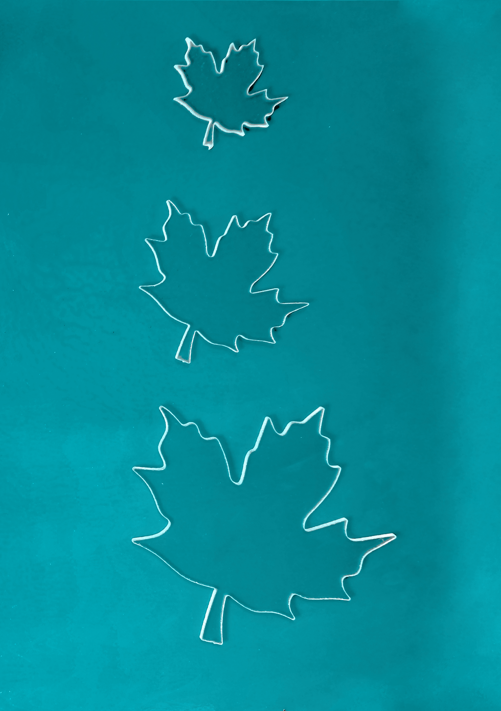 Maple Leaf