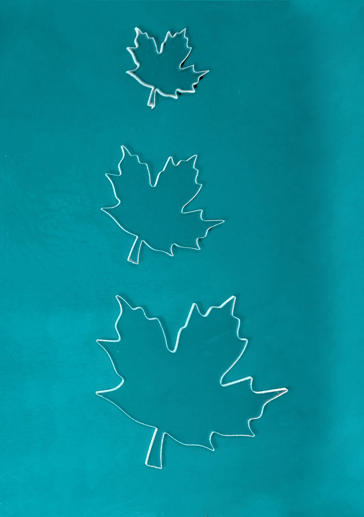 Maple Leaf