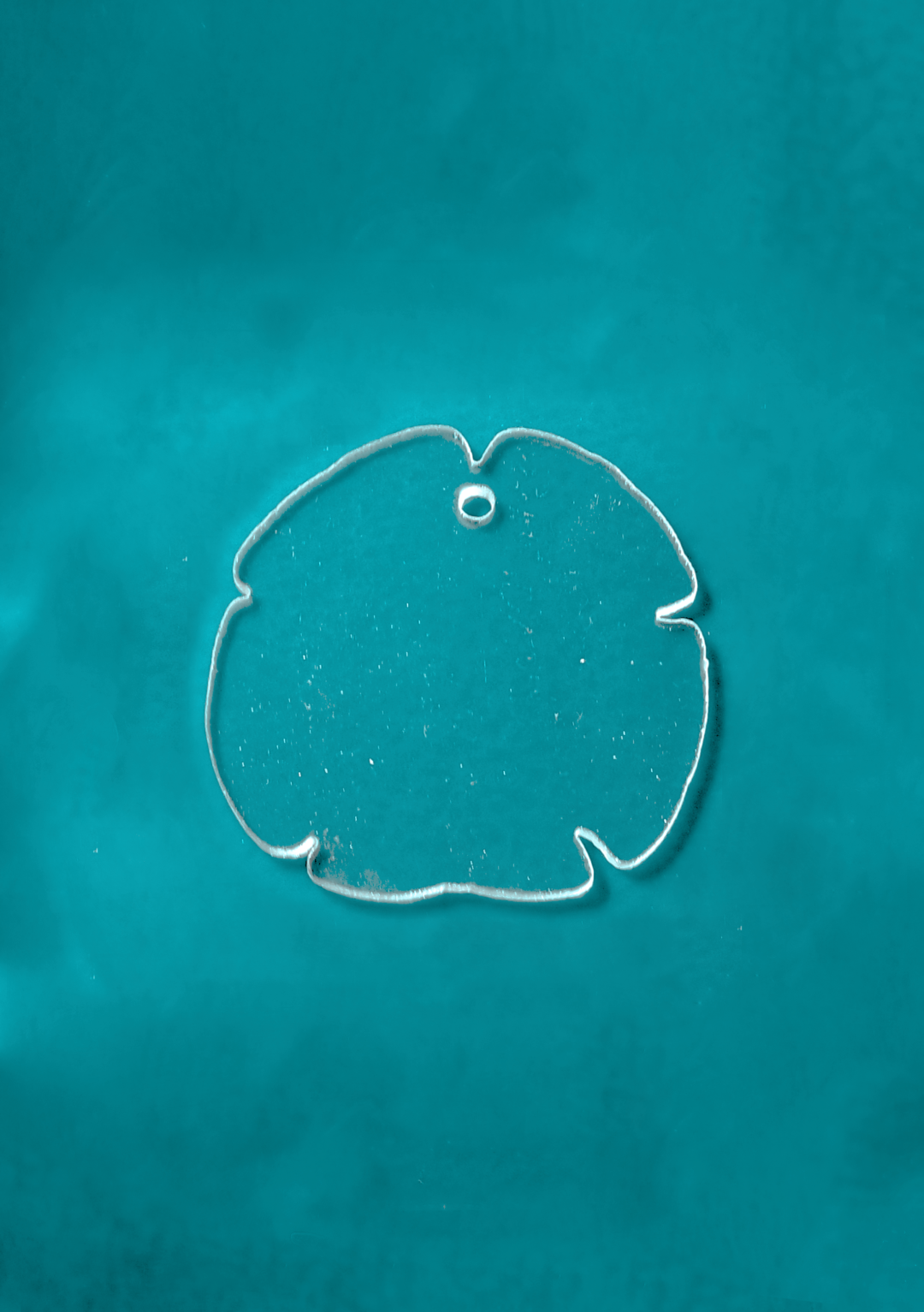 Sand Dollar